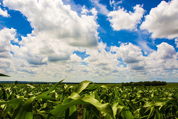 Cornscape Artist: Brock Gilmer